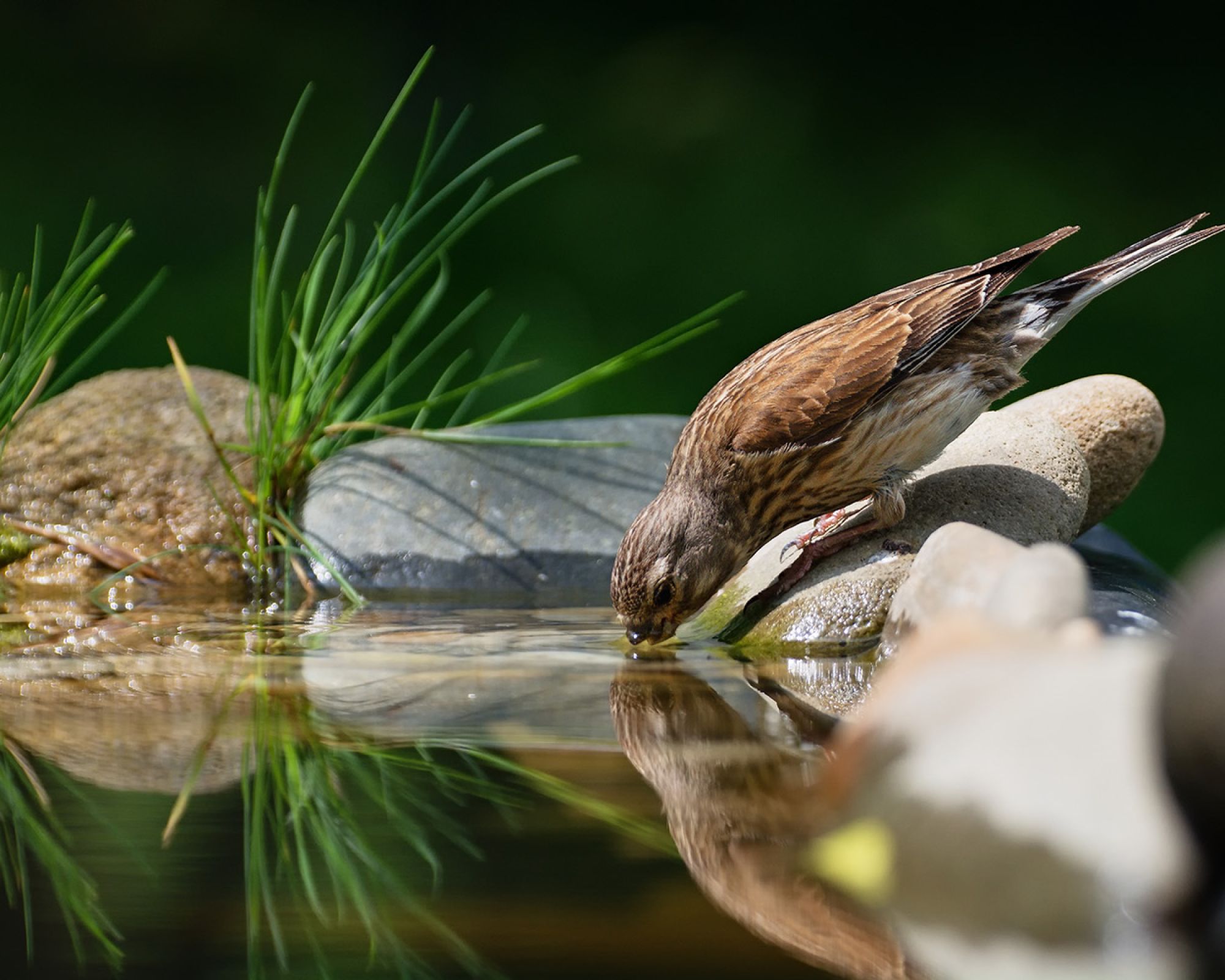 Kiedy zaczynają się upały, postaw poidełko dla ptaków w ogrodzie. Sprawdź jak Ci się odwdzięczą