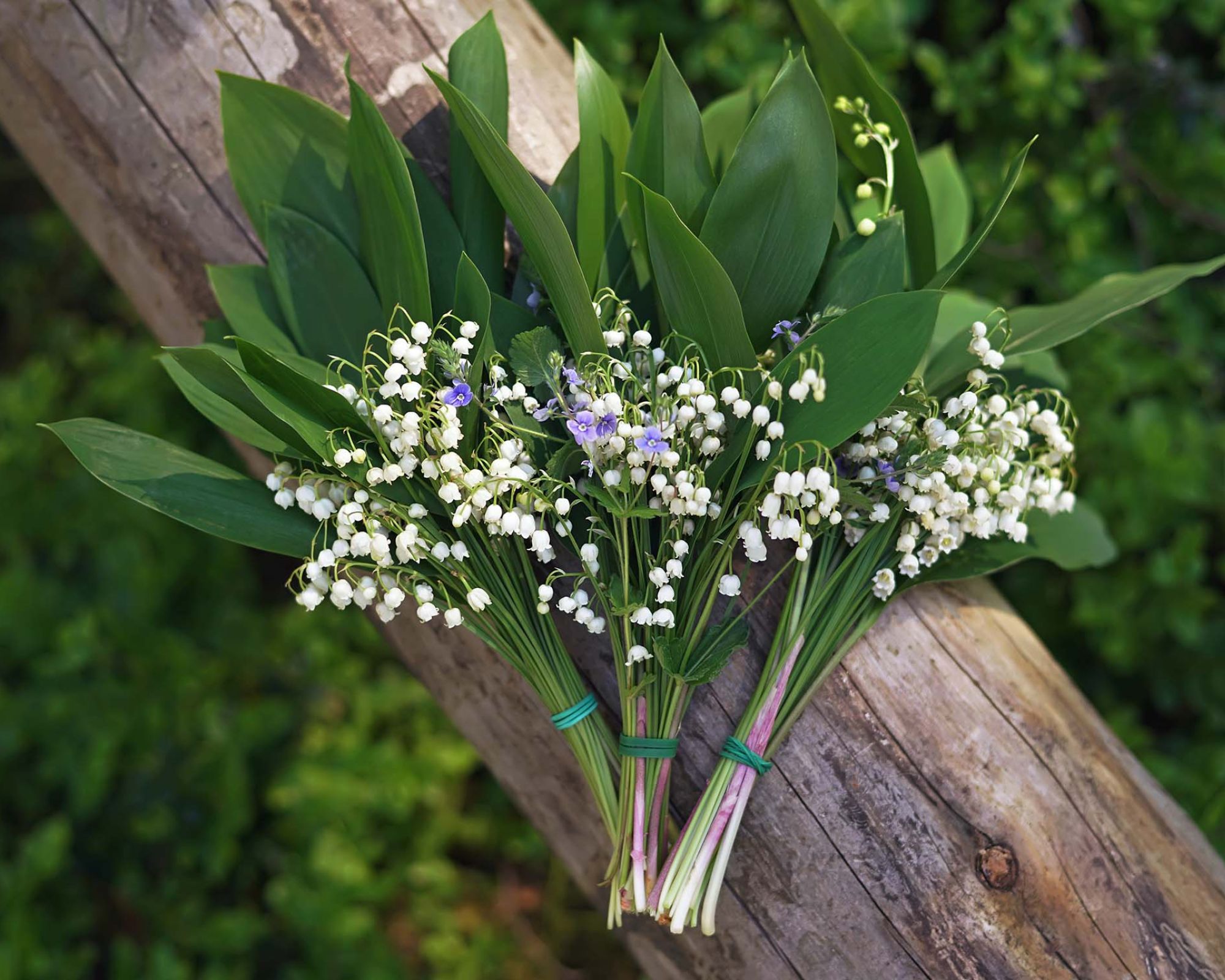 Konwalia majowa: piękna, pachnąca… i niebezpieczna. Czy warto ją mieć w ogrodzie?