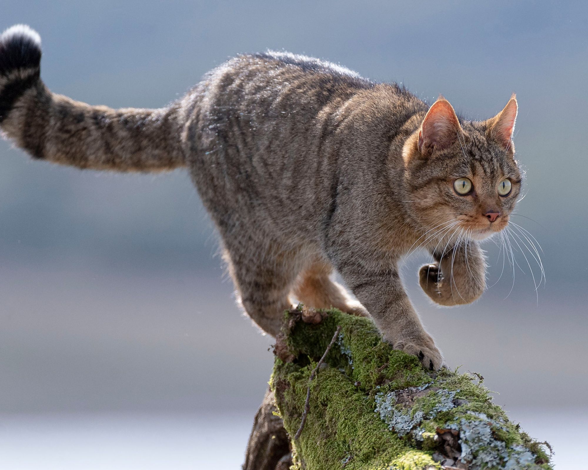Większy niż Maine Coon, szybszy niż wiatr – poznaj tajemniczego polskiego drapieżnika