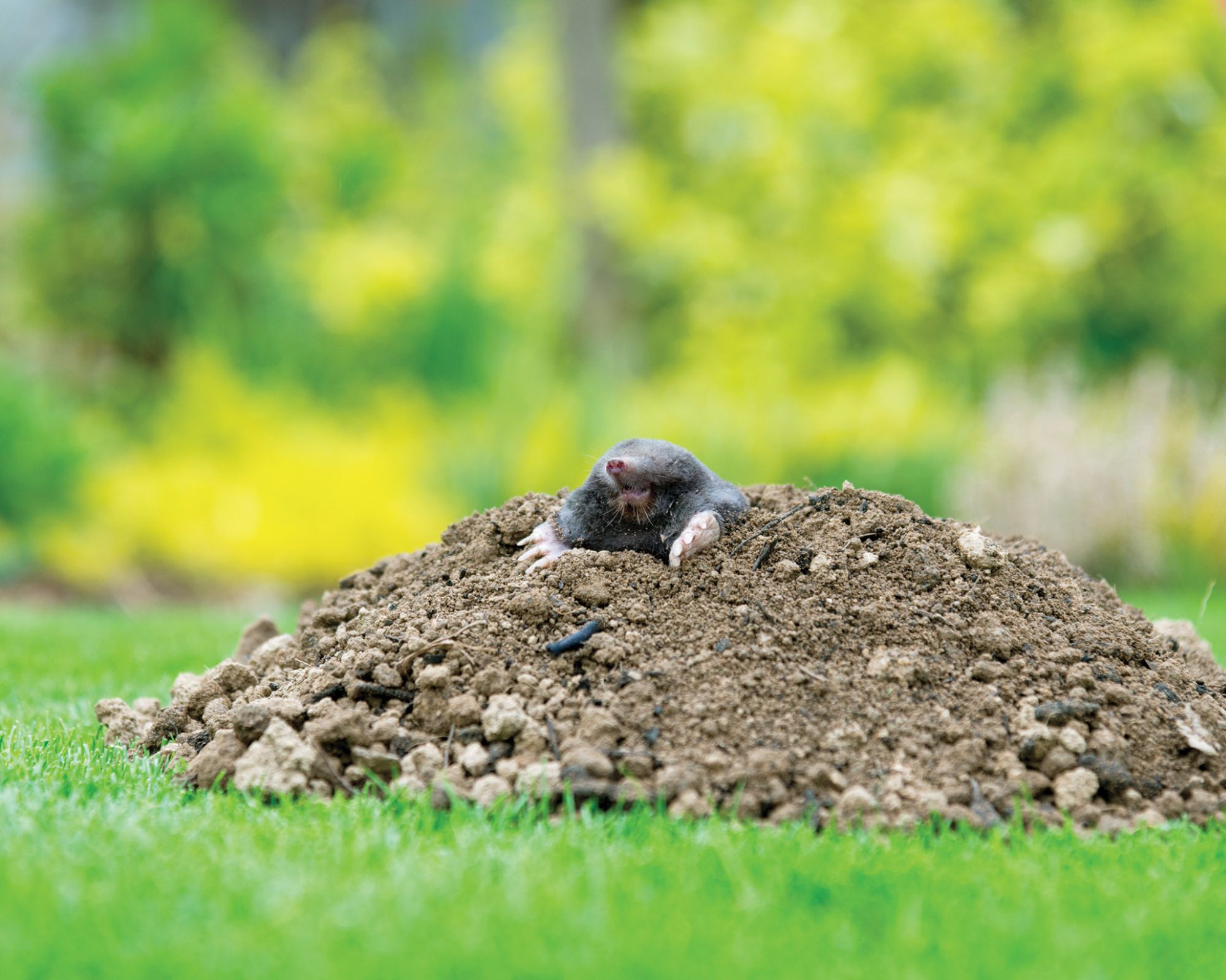 Robisz to z lawendą i kretowiskami? Ekspert ostrzega przed błędami i podaje gotowe triki.