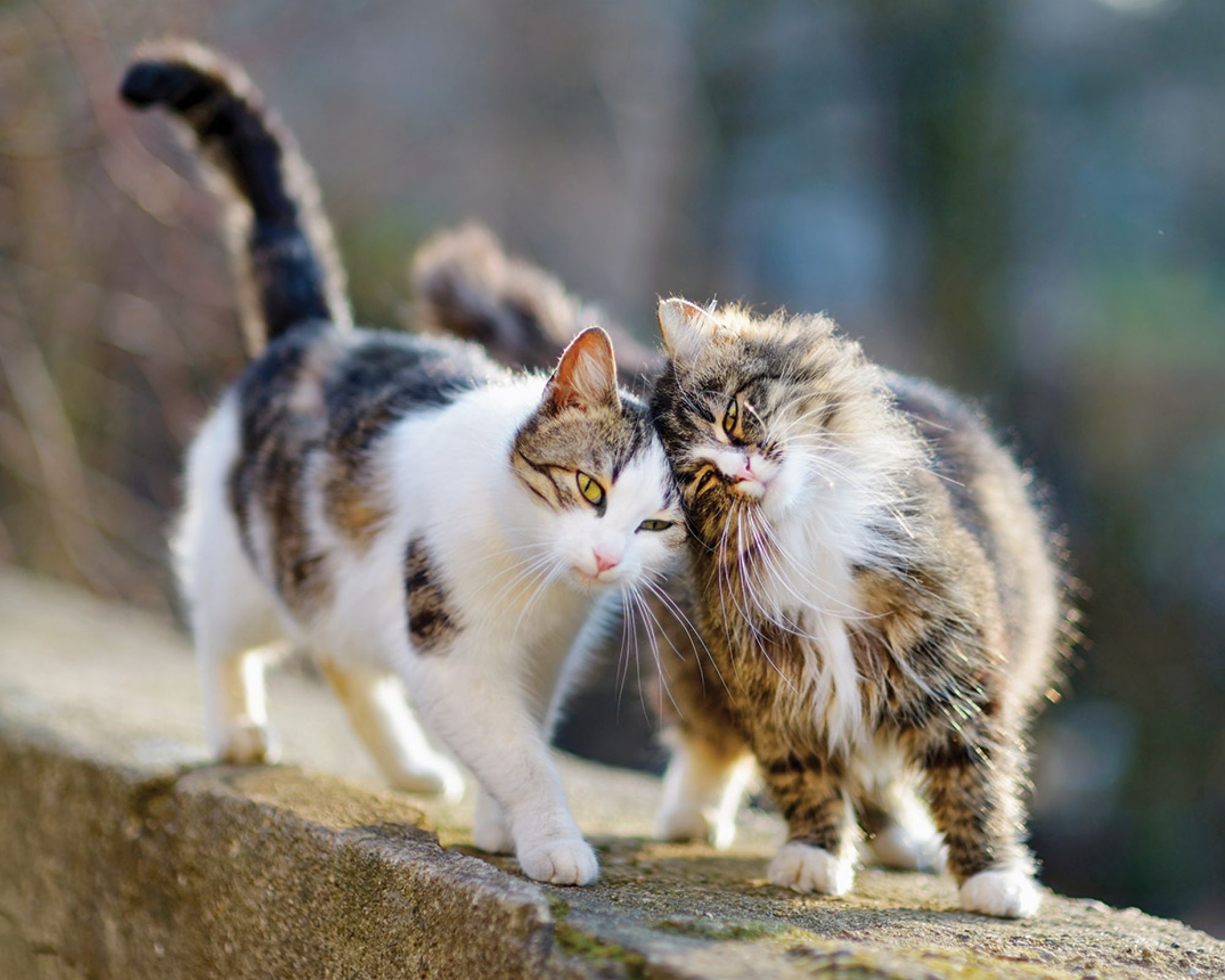 Głośne serenady i ucieczki z domu: Jak przetrwać okres godowy Twojego pupila?
