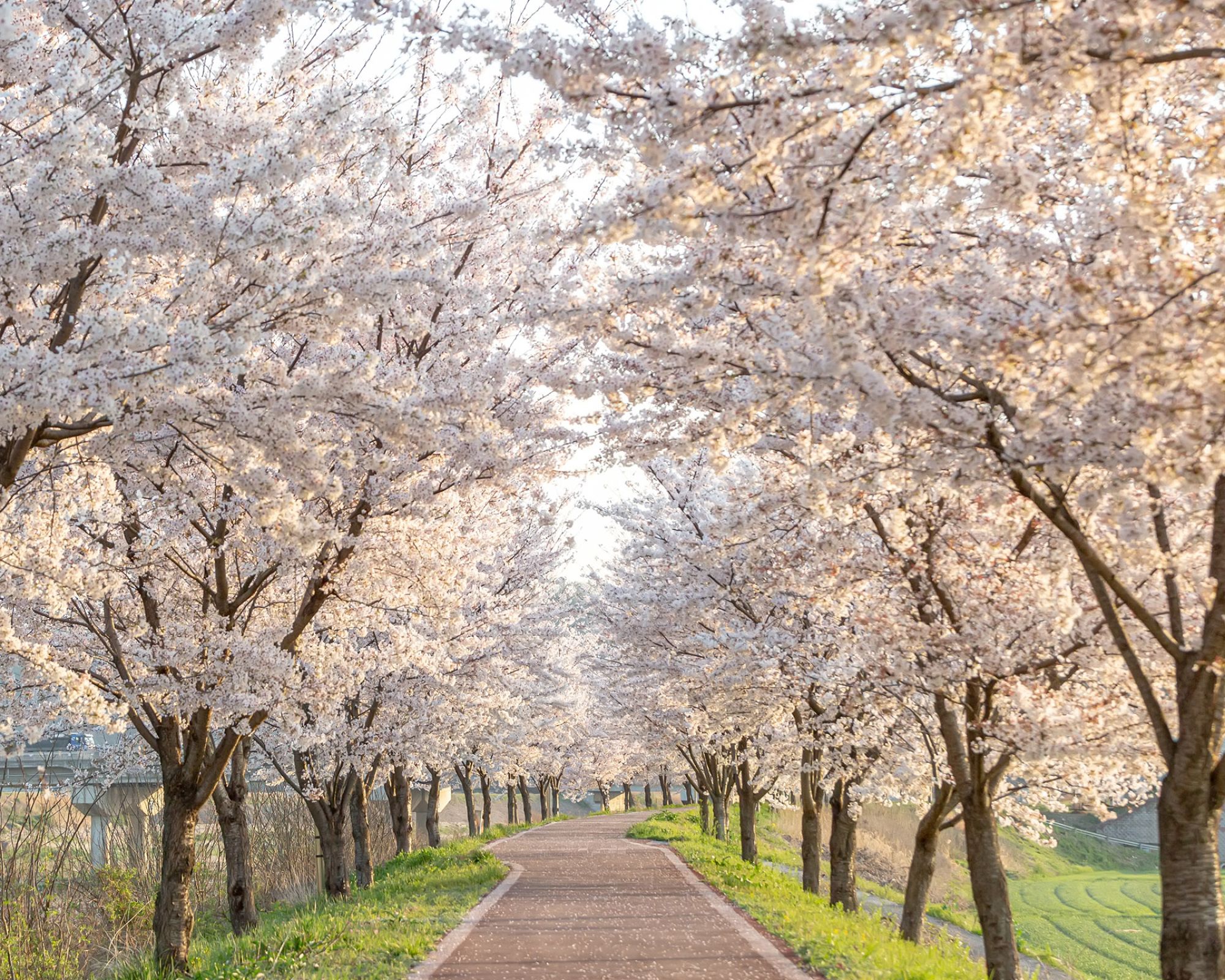 Najpiękniejsze drzewo wiosny? Jego owoce robią jeszcze więcej dla Twojego organizmu