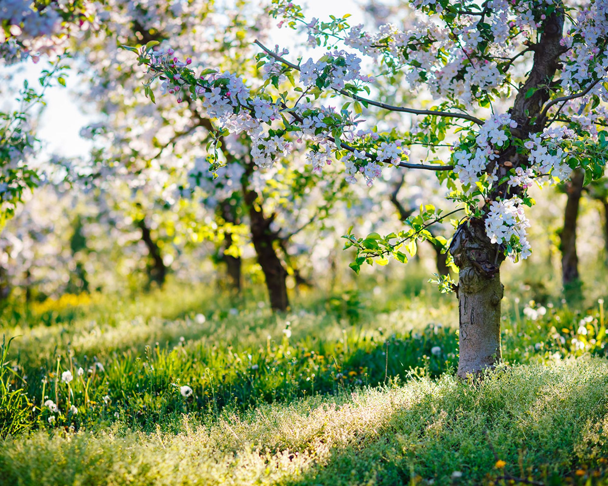 Kalendarz biodynamiczny na maj 2026: kompletny harmonogram siewu według faz Księżyca.