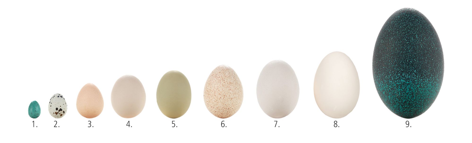 Takie jajka znoszą: 1. Drozd 2. Przepiórka 3. Perliczka 4. i 5. Kura  6. Indyk 7. Kaczka 8. Gęś 9. Struś emu