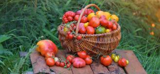 domowa uprawa pomidorów
