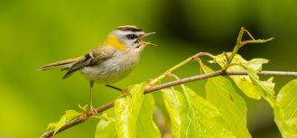 Śpiew ptaków: właściwie dlaczego ptaki śpiewają?