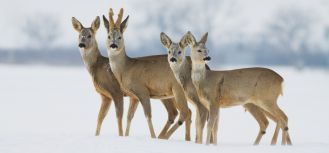 Rodzinne święta zwierząt jelenie