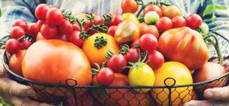 uprawa pomidorów i własne nasiona