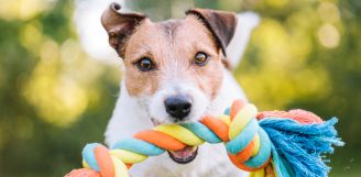 Grunt to fajna zabawa, czyli jak zrobić samemu zabawki dla psa
