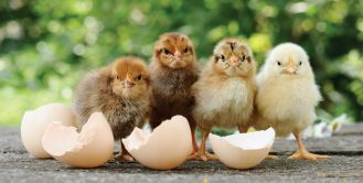 Jajko - prawdziwy cud ewolucji