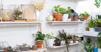 4 zasady, jak dobrać rośliny do stylu wnętrza