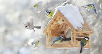 dokarmianie ptaków zimą