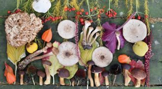 10 najpopularniejszych grzybów jadalnych – właściwości, jak ich szukać, przepisy z grzybami
