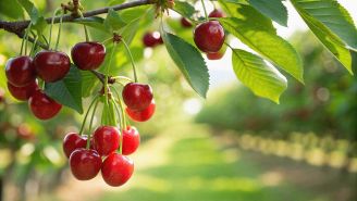 kalendarz biodynamiczny lipiec 2026