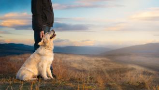 Pies i kot lekiem na całe zło? Tak! I mamy na to dowody Golden retriever siedzący obok człowieka na tle malowniczych gór o zachodzie słońca. Pies patrzy z ufnością na właściciela, który delikatnie go dotyka