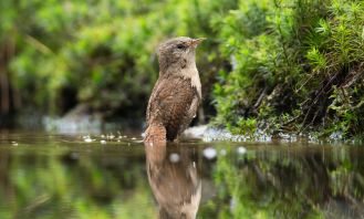 Pełzacz ogrodowy - ptak, który jest małym mistrzem kamuflażu jak wygląda pełzacz ogrodowy ptak