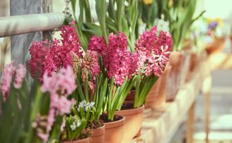 Hiacynt - zwiastun wiosny o zniewalającym zapachu