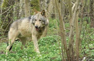 biebrzanskim tropem szarego wilka