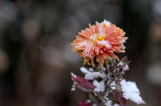 5 pomysłów na jesienne porządki z kwiatami