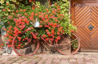 15 pomysłów na pelargonie – nie tylko w doniczce i na balkonie, zobacz nasze oryginalne aranżacje diy z tych kwiatów Pelargonie kompozycja rower