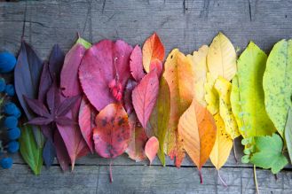 dlaczego jesienią liście zmieniają kolor