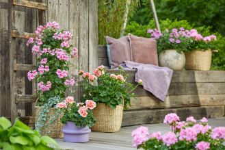 pelargonia kwiaty