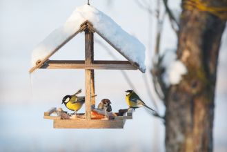 Dokarmianie ptaków zimą – 5 rzeczy, które warto wiedzieć