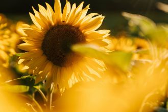 słoneczniki co oznaczają