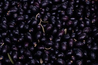 Aronia w ogrodzie – uprawa, sadzenie, cięcie i zbiór owoców