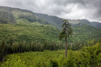 Jodła - choinka, która długo postoi
