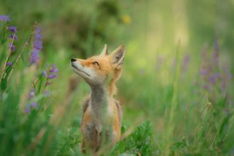 Odkryj dziką naturę: Najlepsze miejsca do obserwacji dzikich zwierząt w Polsce dzikie zwierzęta w polsce