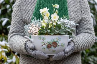 jakie iglaki do ogrodu wybrac