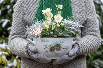 jakie iglaki do ogrodu wybrac