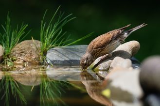 poidełko dla ptaków w ogrodzie poidełko dla ptaków w ogrodzie