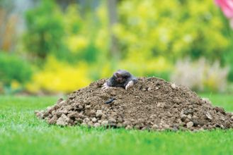 porady ogrodnicze skop