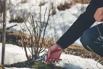 Kiedy przycinać drzewka owocowe i róże? W lutym i marcu! Zobacz dlaczego Kiedy przycinać drzewka owocowe i róże? W lutym i marcu! Zobacz dlaczego