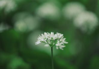 Kwiecień i maj to sezon na świeży czosnek niedźwiedzi! Pysznie smakuje w pesto i nie tylko. Jak uprawiać i do czego stosować?