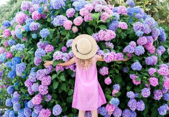 Co posadzić zamiast tui? Proponujemy  ciekawe rośliny na żywopłot.