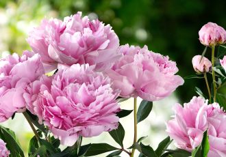 Piwonie - królowe wiosny. Jakie odmiany wybrać i jak je pielęgnować?