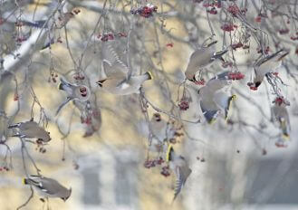Zimowe ptaków liczenie