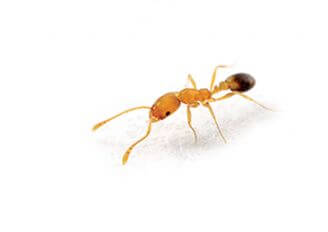 Czym poczęstować mrówki