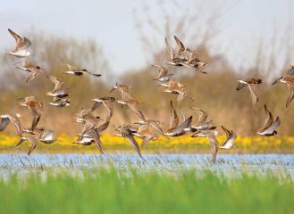 Ptasi raj nad Biebrzą Ptasi raj nad Biebrzą