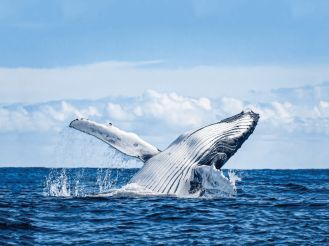Wieloryb w Bałtyku