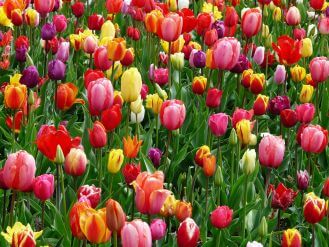 kolorowe tulipany