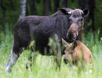 Są świetnymi pływakami, choć inochodźcami, a egzamin dojrzałości to dla nich wyzwanie na śmierć i życie – o łosiach nad Biebrzą i ich zwyczajach opowiada Szary Wilk Są świetnymi pływakami, choć inochodźcami, a egzamin dojrzałości to dla nich wyzwanie na śmierć i życie – o łosiach nad Biebrzą i ich zwyczajach opowiada Szary Wilk