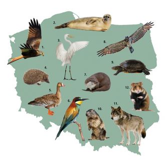 Piękne polskie zwierzęta Piękne polskie zwierzęta