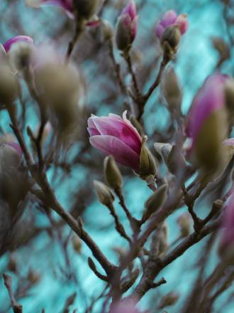 magnolia w ogrodzie kiedy kwitnie