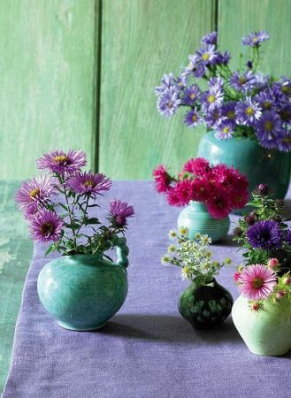Kolorowe astry marcinki – piękne, jesienne kwiaty