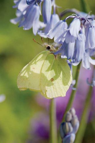 Wiosenny motyl