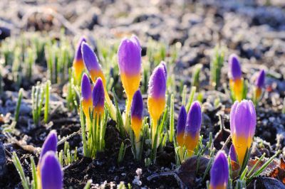 Trzykolorowy krokus - Crocus sieberi Crocus sieberi